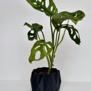 Cache-pot - Le Stylé