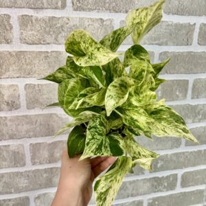 POTHOS MARBLE QUEEN