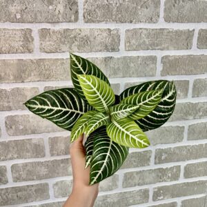 APHELANDRA DANIA - ZEBRA PLANT