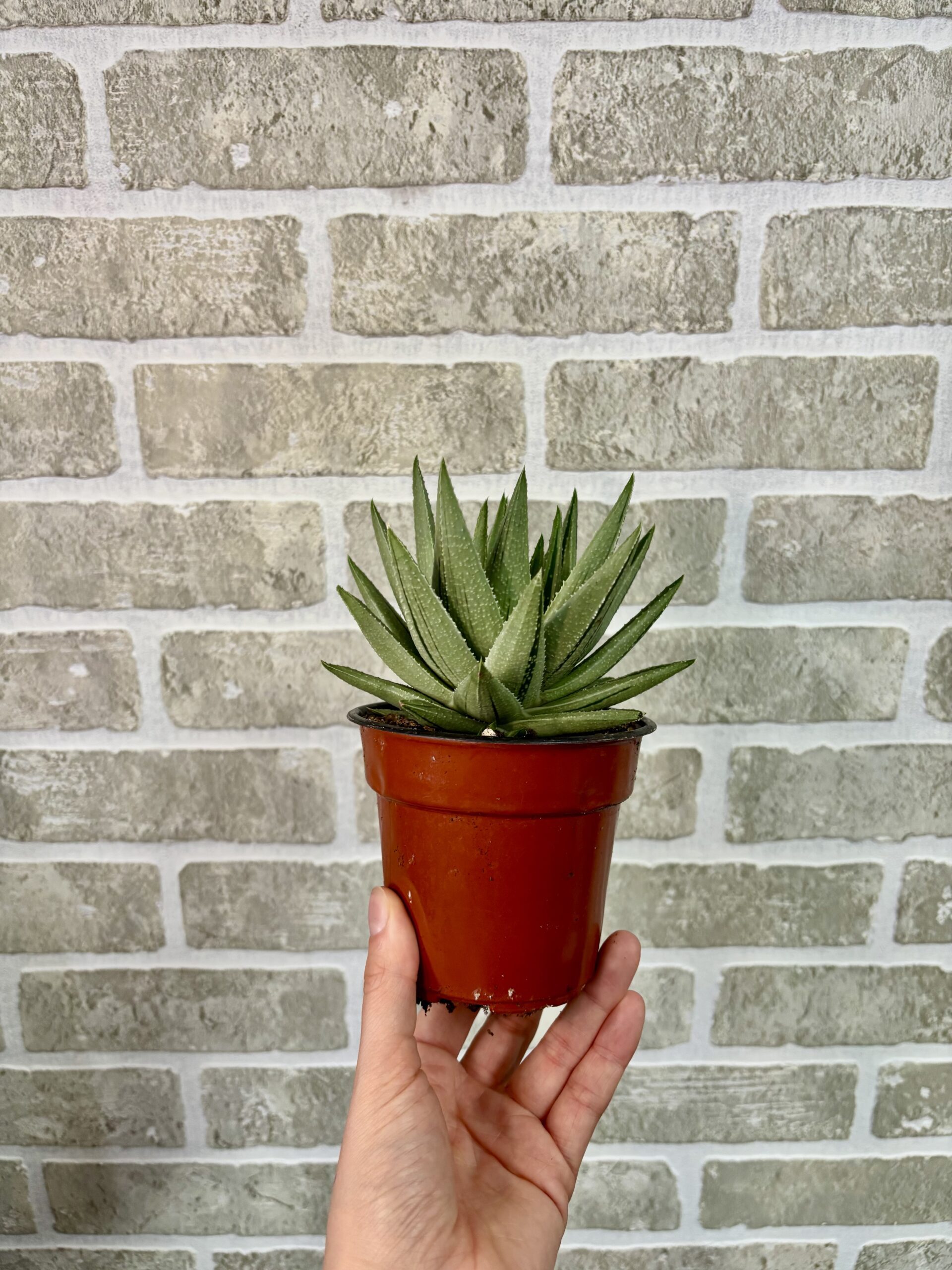 GASTERIA – Image 2