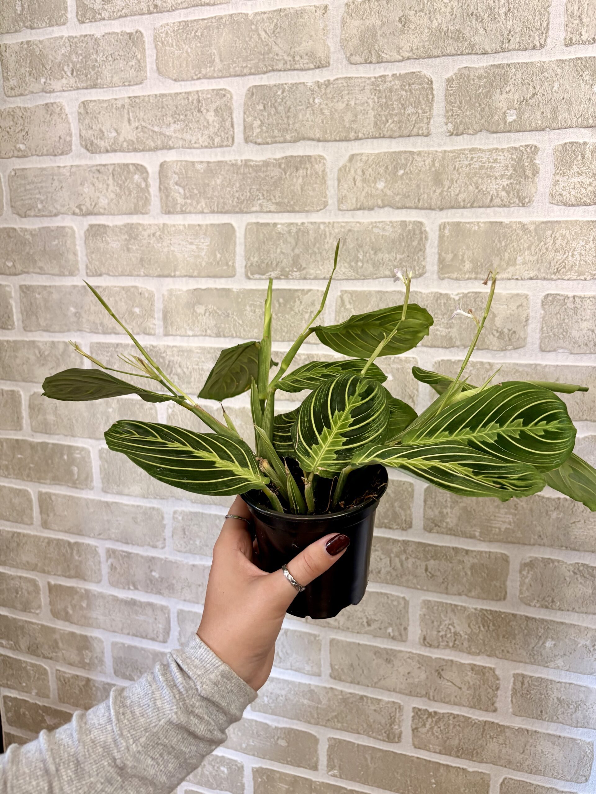 MARANTA LEMON LIME – Image 2