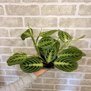 MARANTA LEMON LIME