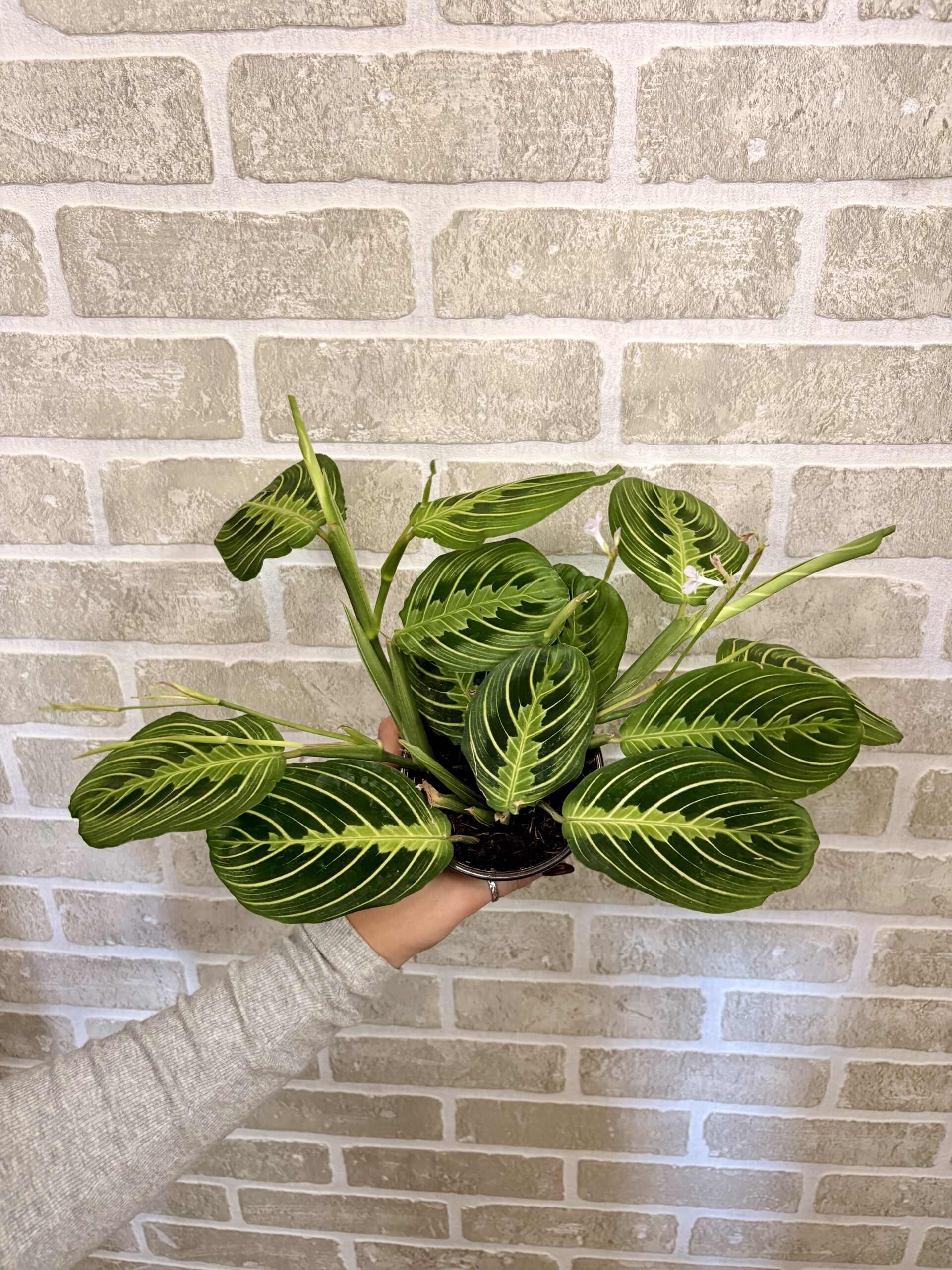 MARANTA LEMON LIME