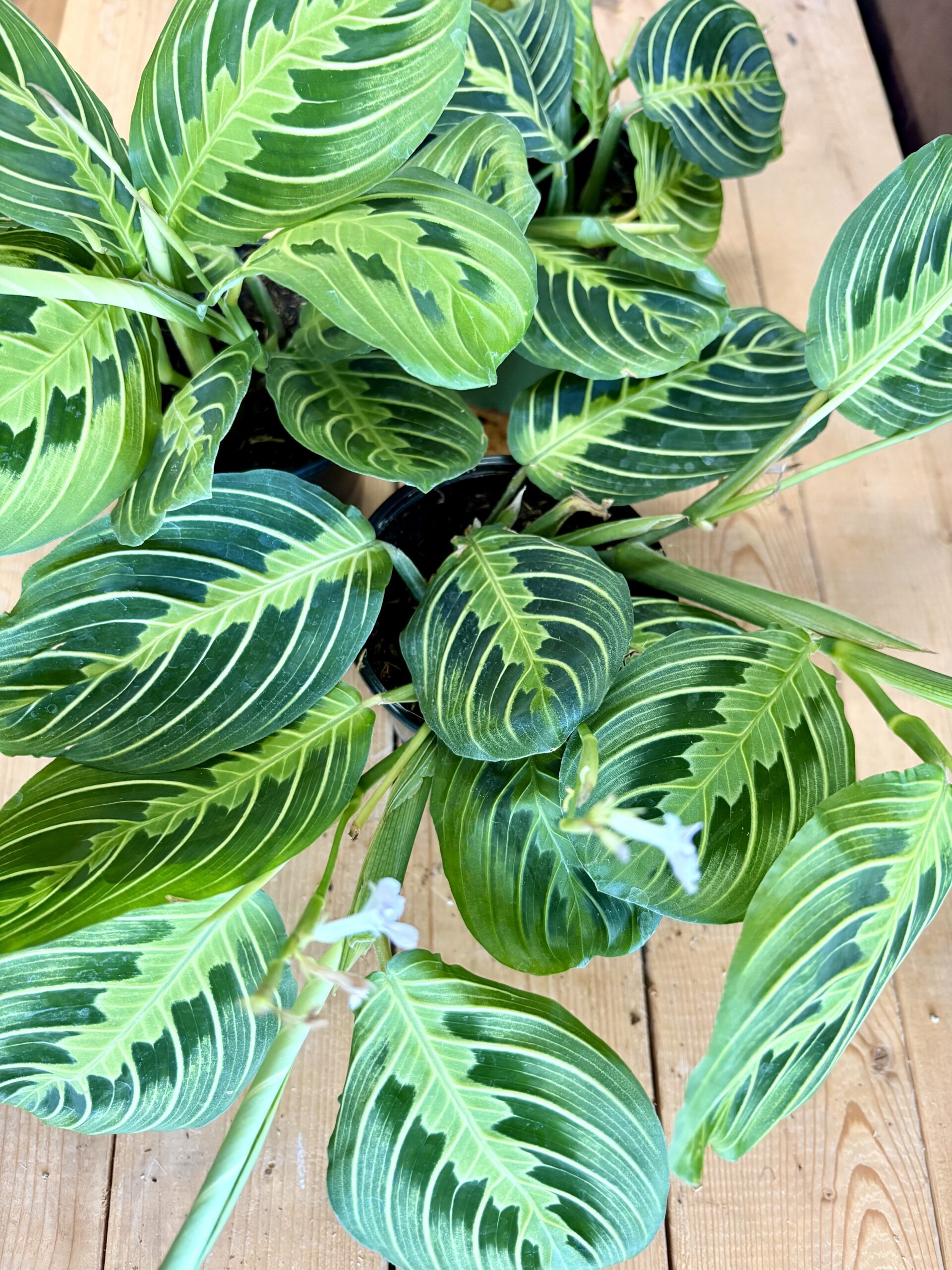 MARANTA LEMON LIME – Image 3