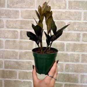 ZAMIOCULCAS ZAMIIFOLIA NOIR