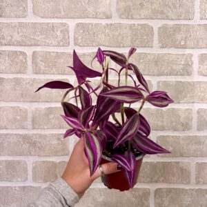 TRADESCANTIA EXOTIQUE - PINK PARADISE