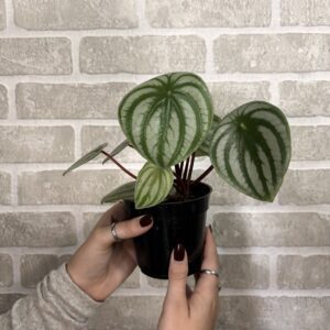 PEPEROMIA WATERMELON