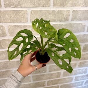PHILODENDRON "SWISS CHEESE" (Monstera adansonii)