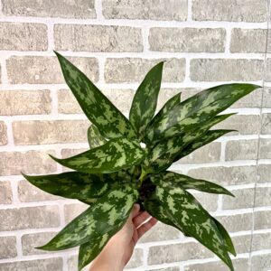 AGLAONEMA MARIA