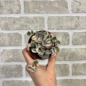 STRING OF HEARTS VARIEGATA