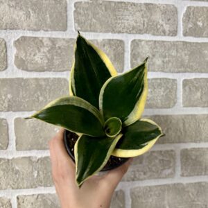 SANSEVIERIA DORÉ - GOLDEN