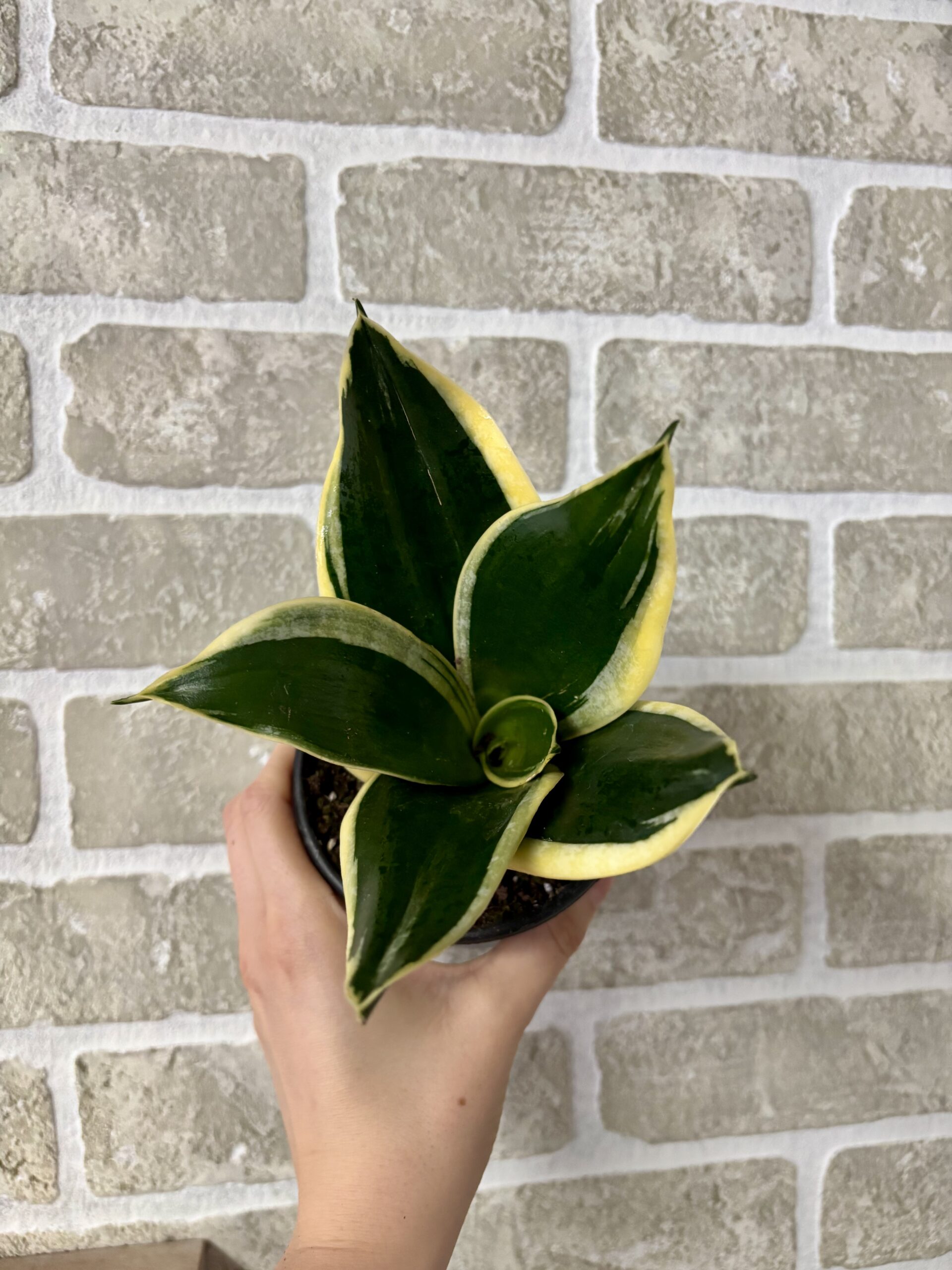 SANSEVIERIA DORÉ - GOLDEN