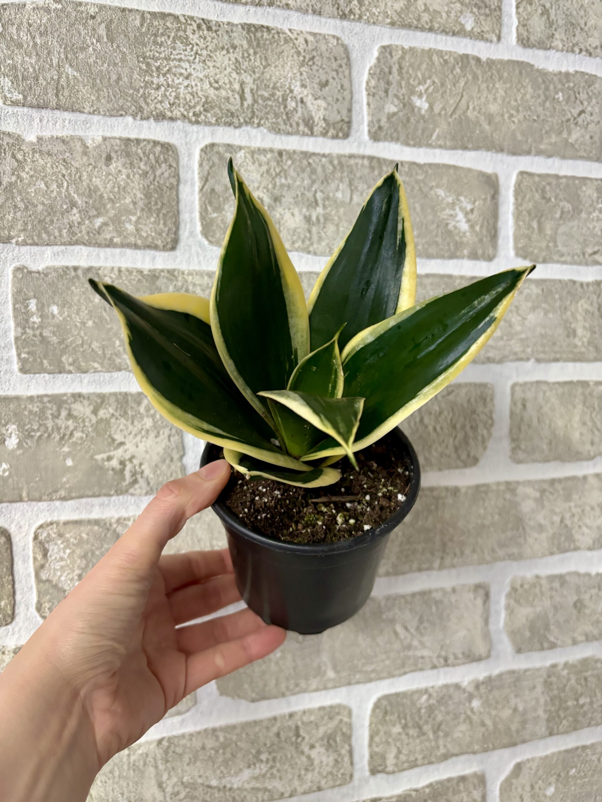 SANSEVIERIA DORÉ - GOLDEN - Image 2
