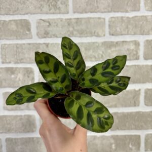 CALATHEA RATTLESNAKE
